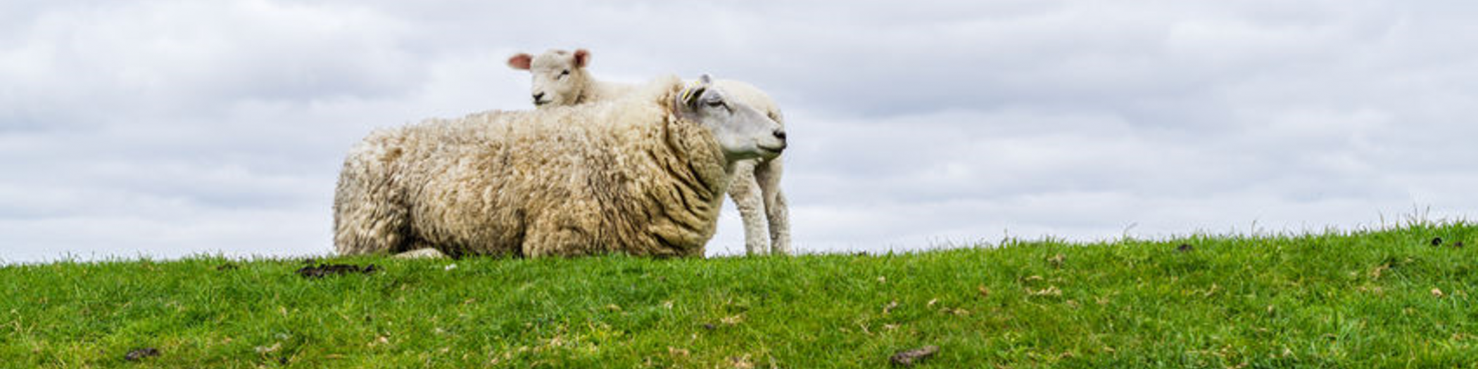 Schaap PACT Capabel Schaap PACT Capabel